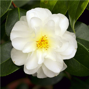 Camellia Japonica 'Silver Anniversary'